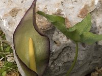 Arum concinnatum 5, Saxifraga-Willem van Kruijsbergen